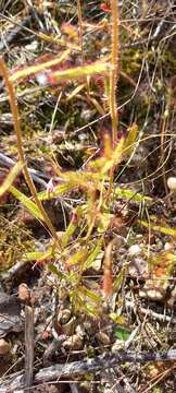 Imagem de Drosera liniflora Debbert