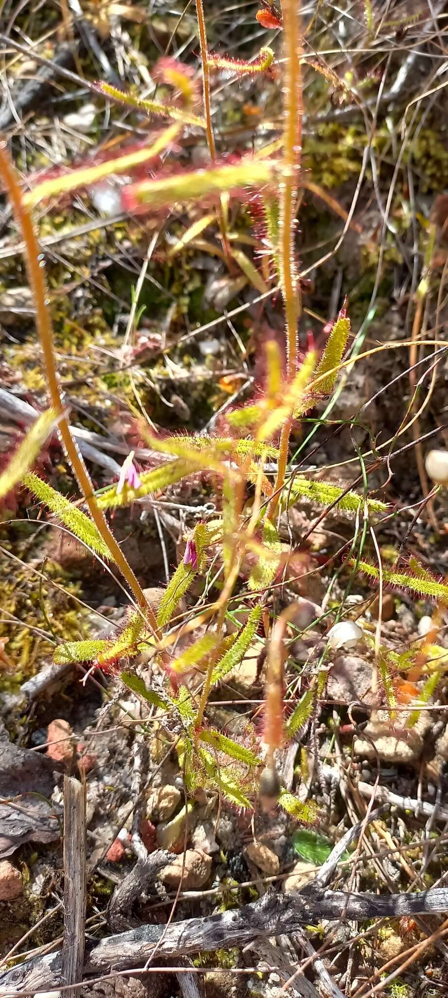 Imagem de Drosera liniflora Debbert