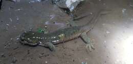 Image of Siberian salamanders