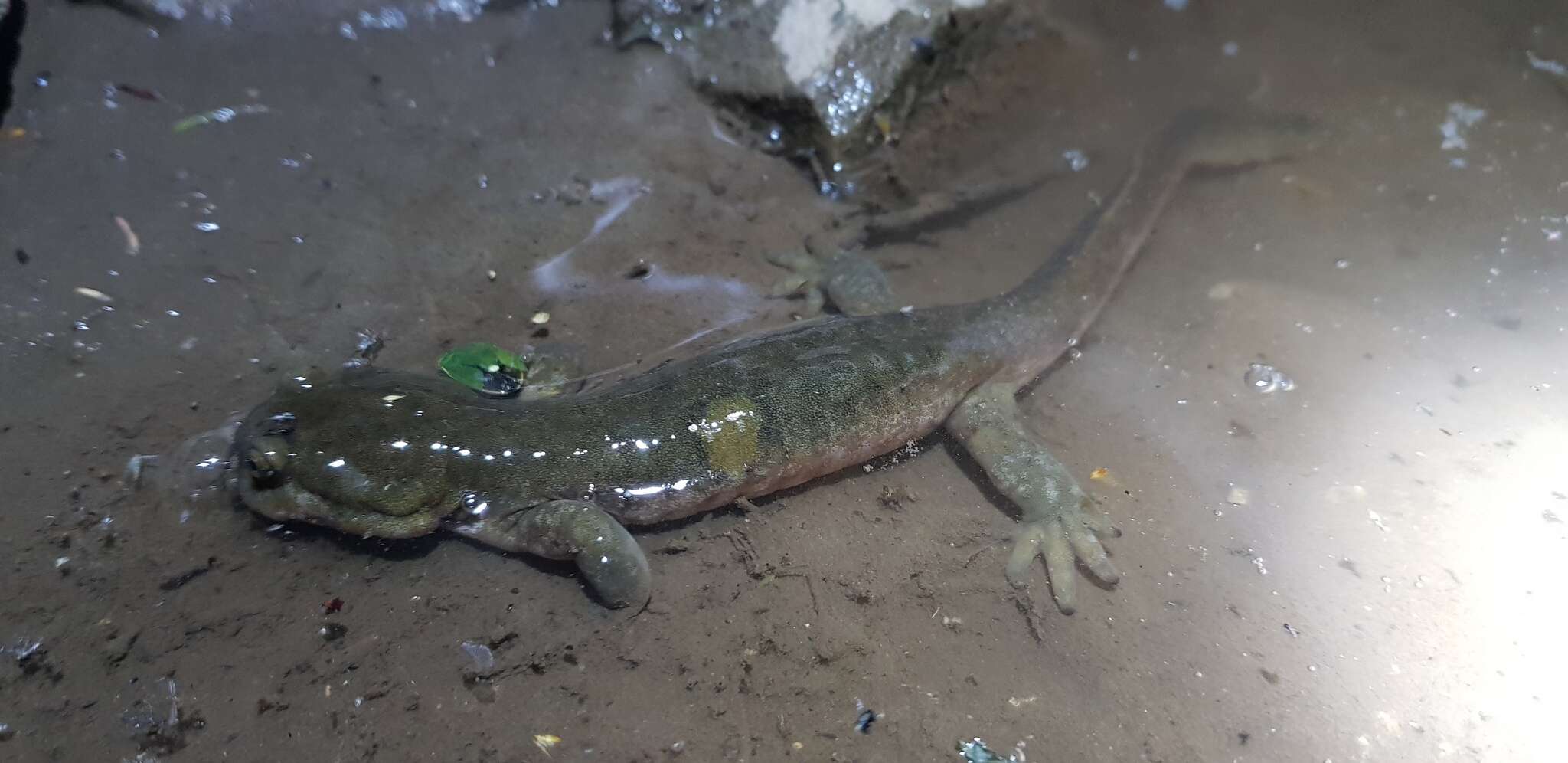 Image of Siberian salamanders