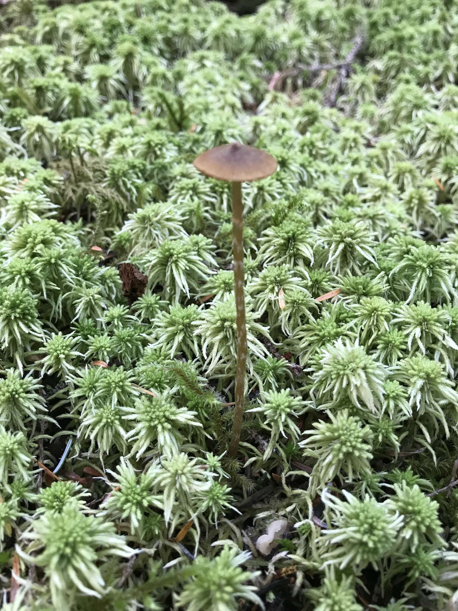 Plancia ëd Galerina paludosa (Fr.) Kühner 1935