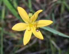 Image of Timberland Blue-Eyed-Grass