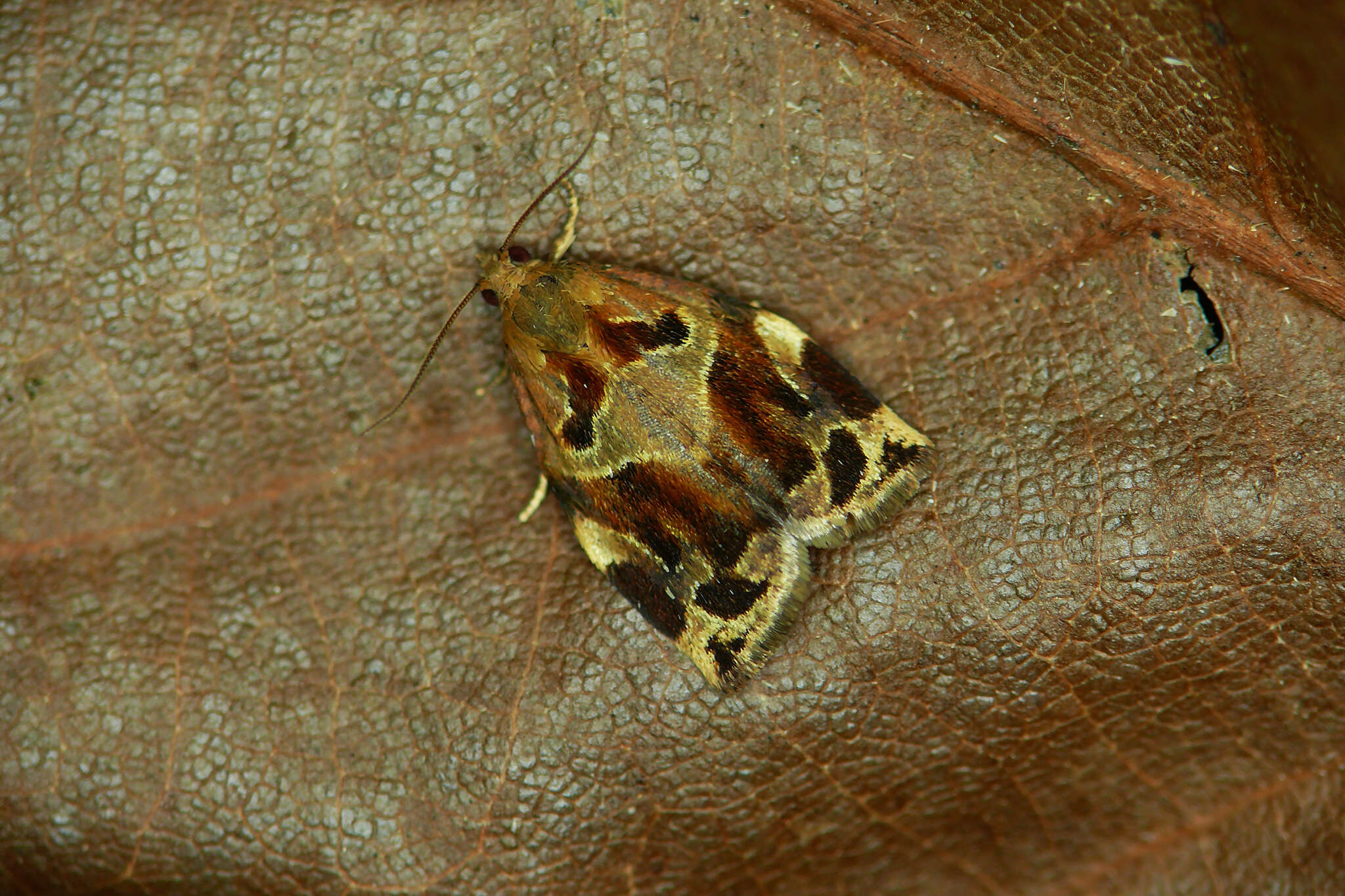 Image of variegated golden tortrix
