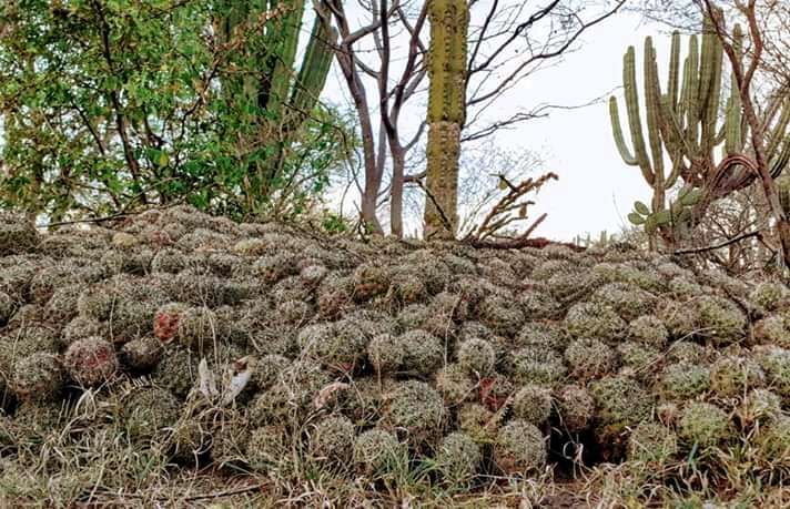 Image de Mammillaria beneckei Ehrenb.