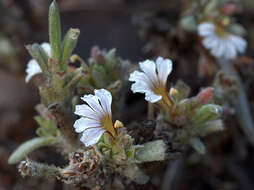 Image of Scaevola canescens Benth.