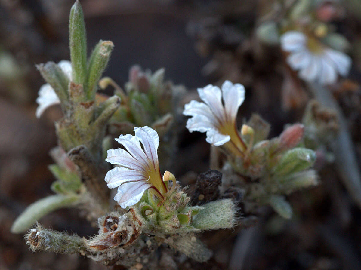 Imagem de Scaevola canescens Benth.