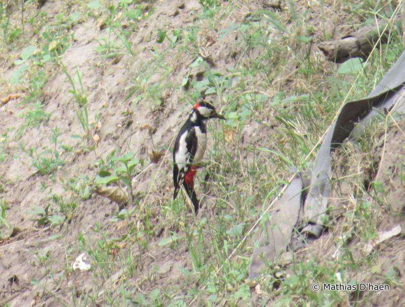 Image of White-winged Woodpecker