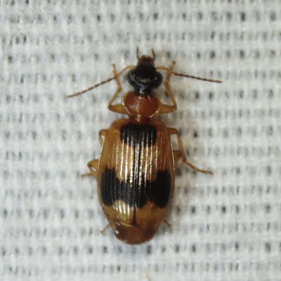 Image of Lebia (Lebia) analis Dejean 1825