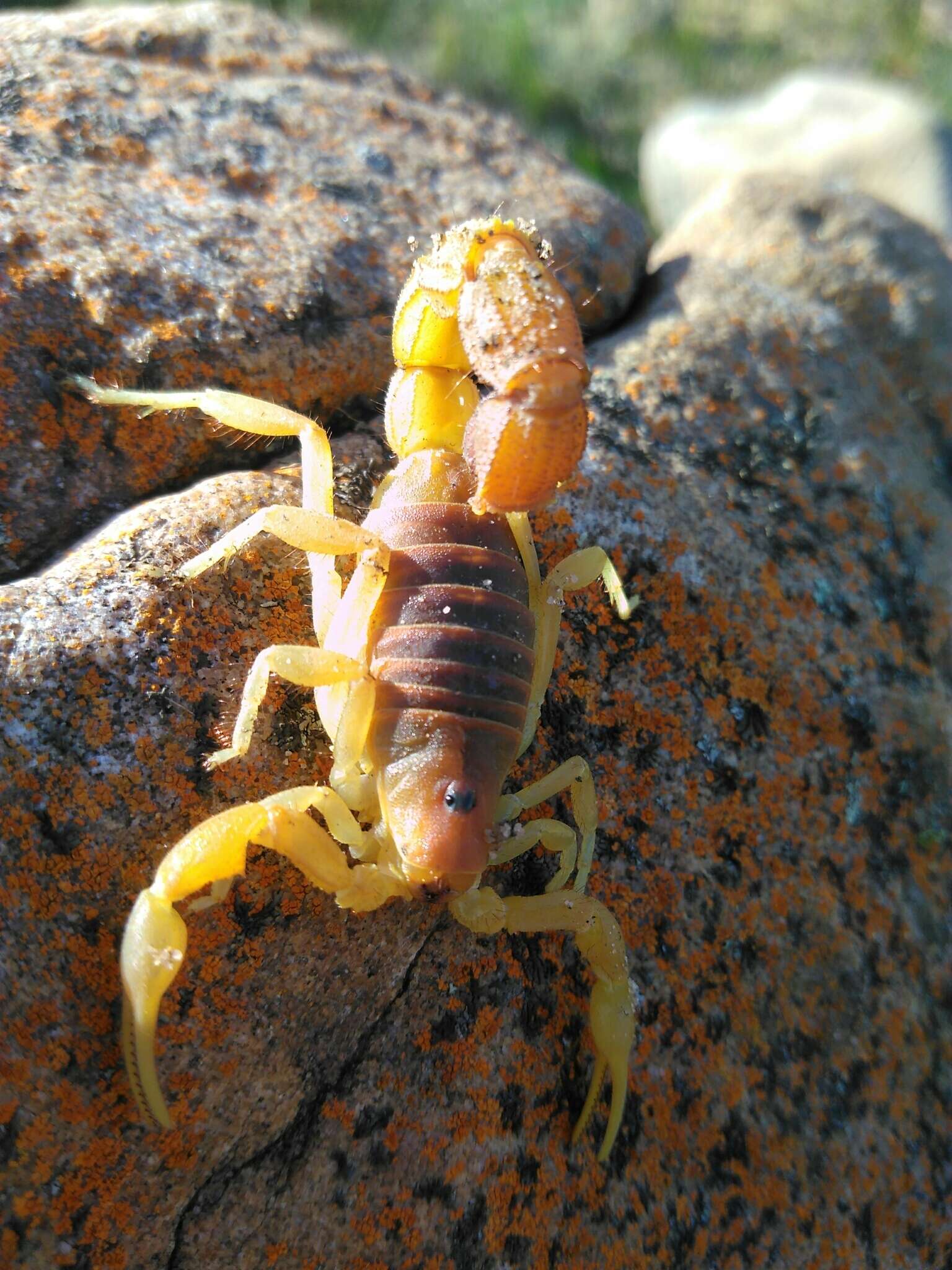 Sivun Parabuthus capensis (Ehrenberg 1831) kuva