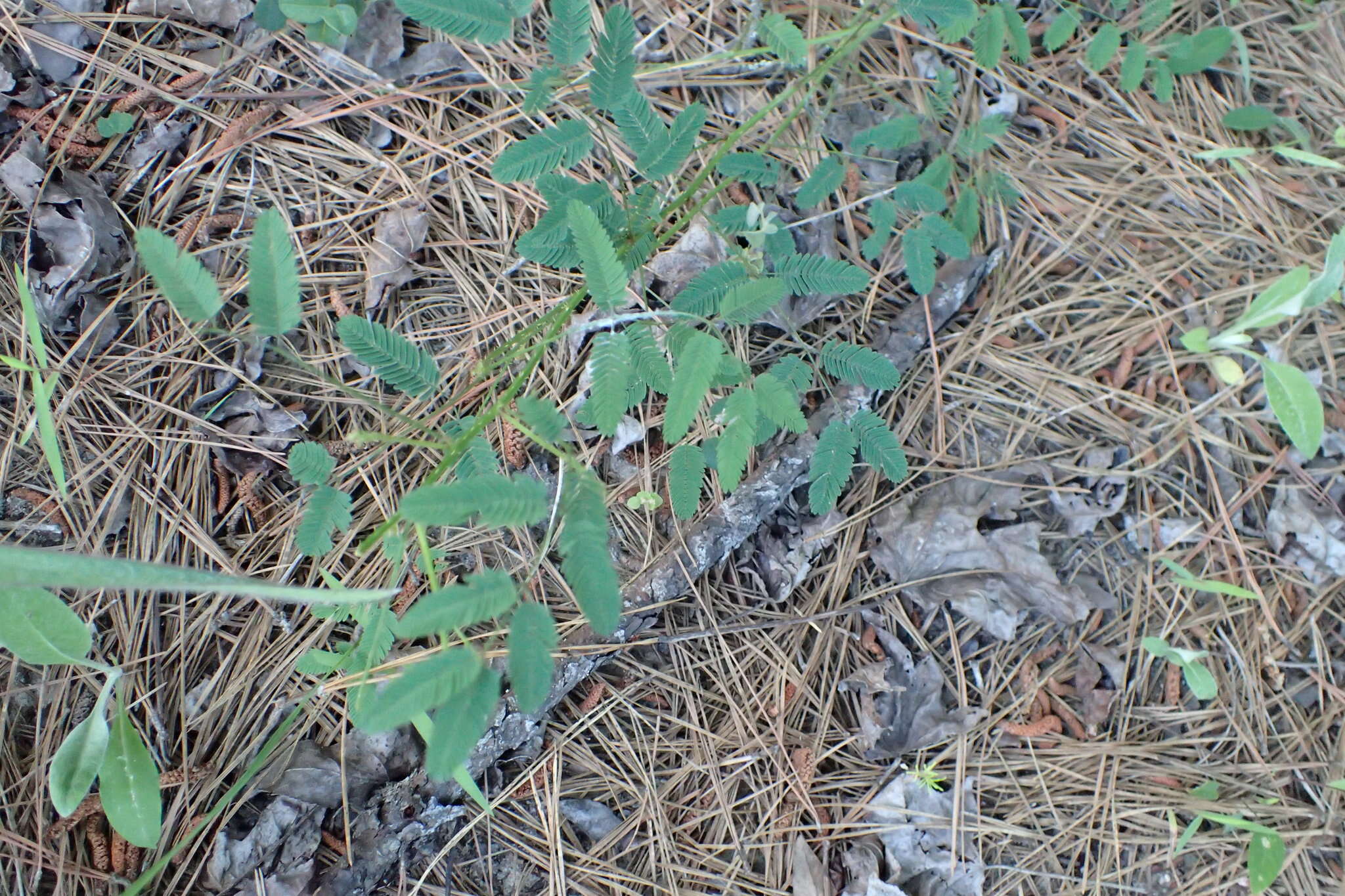 Mimosa quadrivalvis var. latidens (Small) Barneby的圖片