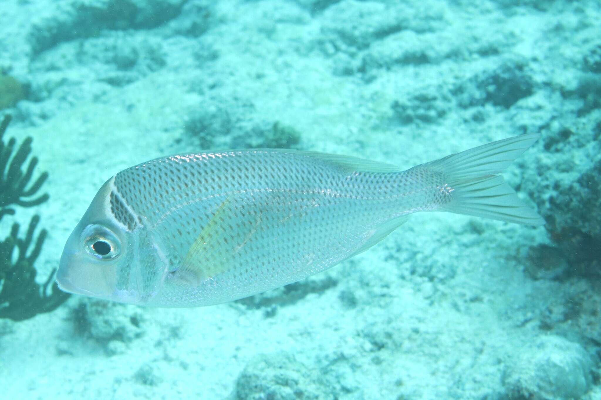 صورة Gymnocranius audleyi Ogilby 1916