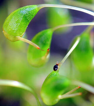 Image of Globular springtail