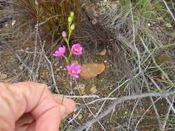 Image de Ixia stricta (Eckl. ex Klatt) G. J. Lewis