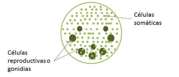 Image of Globe Algae