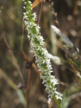 Plancia ëd Platanthera elegans subsp. elegans