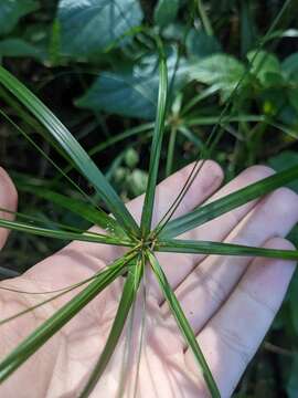 Image of Cyperus filipes Benth.