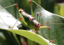 Metaplastes ornatus (Ramme 1931) resmi