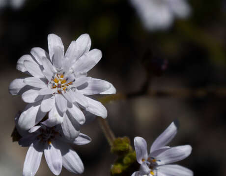 Image de Leucheria glacialis (Poepp.) Reiche