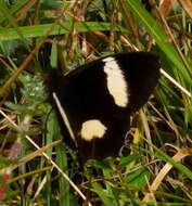 Image of Pedaliodes phaedra Hewitson 1870