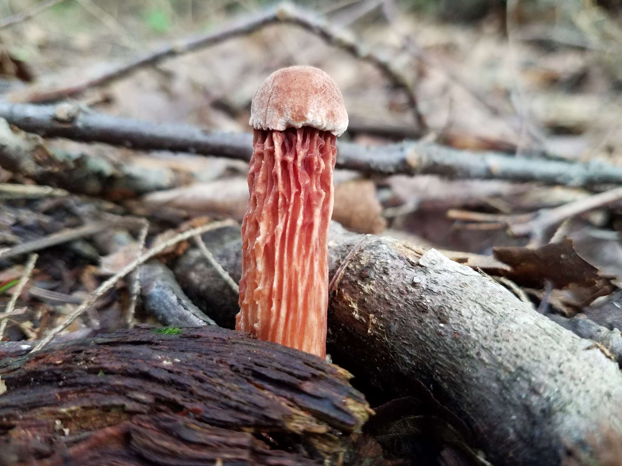 Sivun Aureoboletus russellii (Frost) G. Wu & Zhu L. Yang 2016 kuva