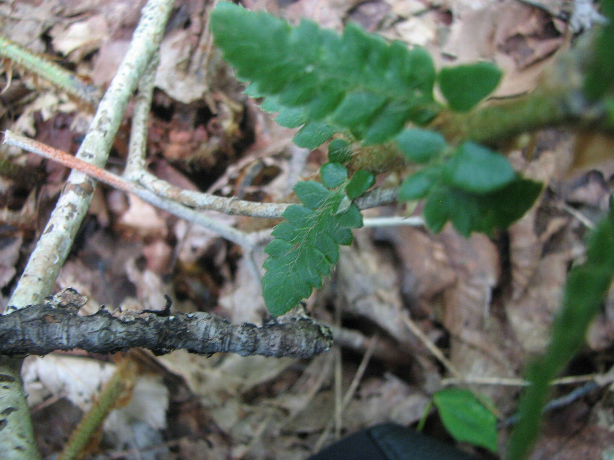 Image of hollyfern