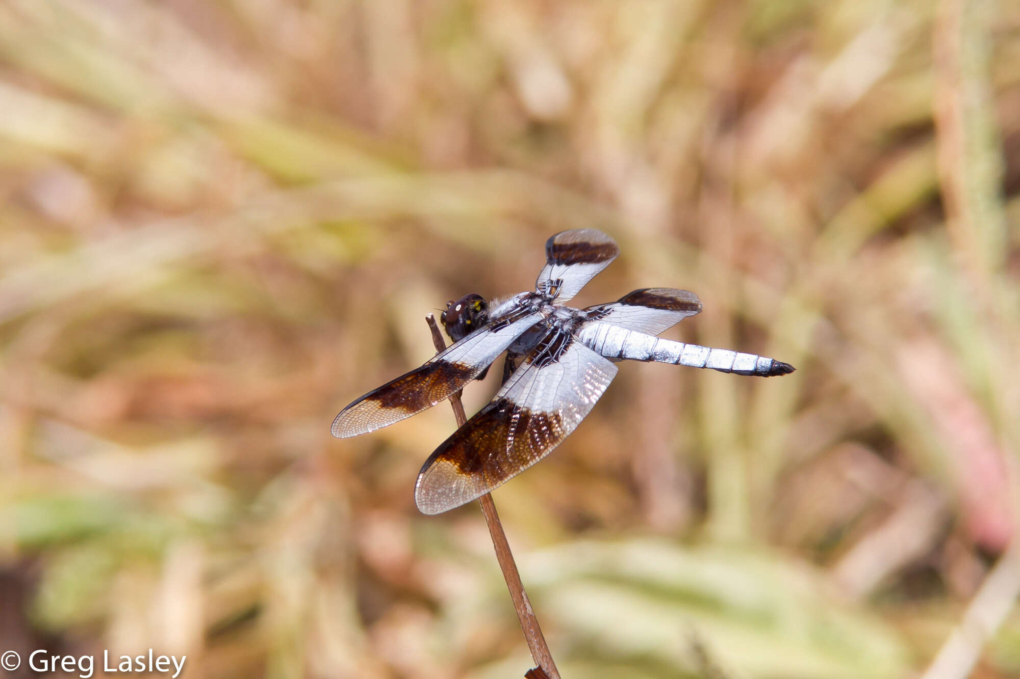 Image of Desert Whitetail