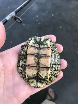 Image of Cagle's Map Turtle