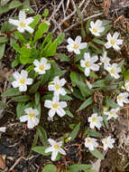 Image of Pacific springbeauty