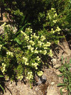 Image of Yellow Mountain-Heath