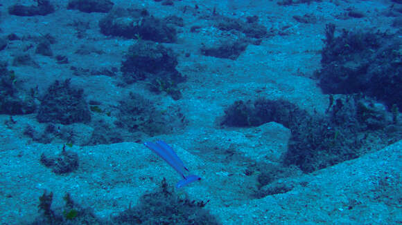 Image of Banded blanquillo