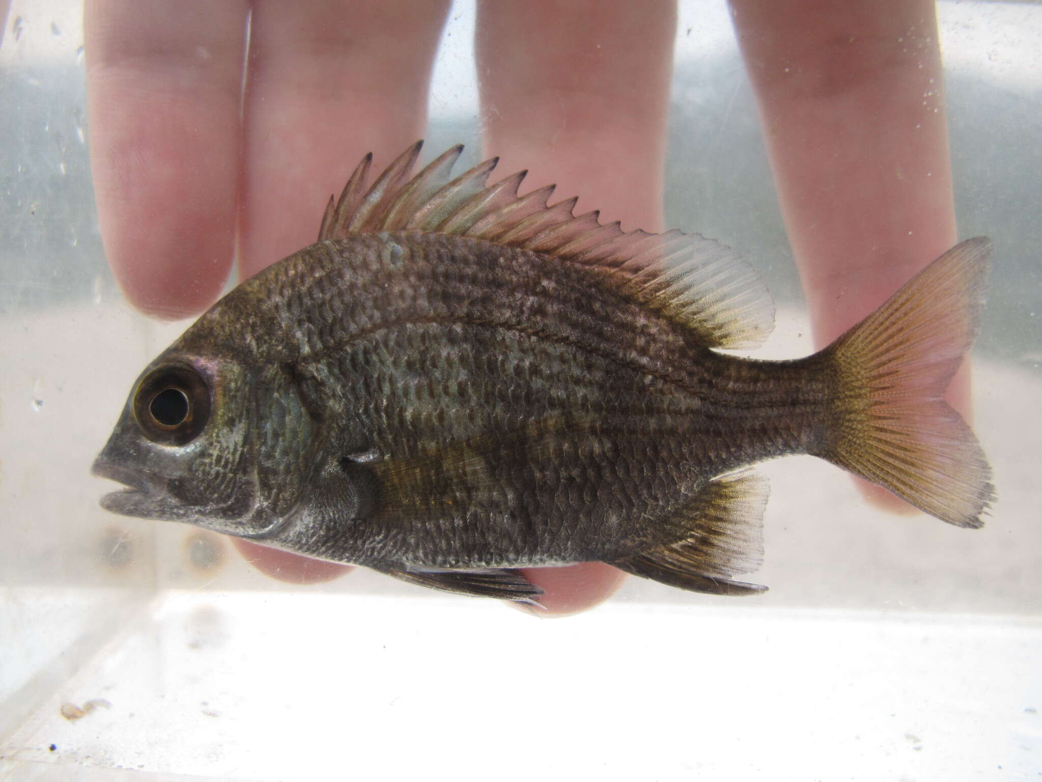 صورة Acanthopagrus pacificus Iwatsuki, Kume & Yoshino 2010