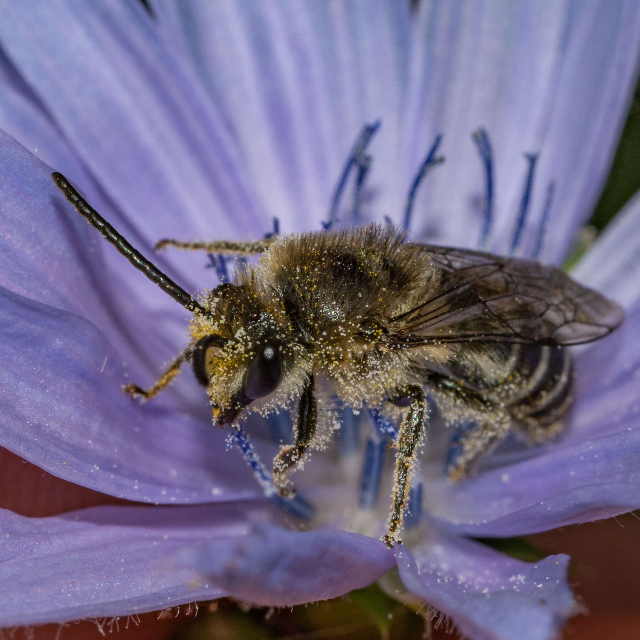 Image of Colletes compactus compactus Cresson 1868