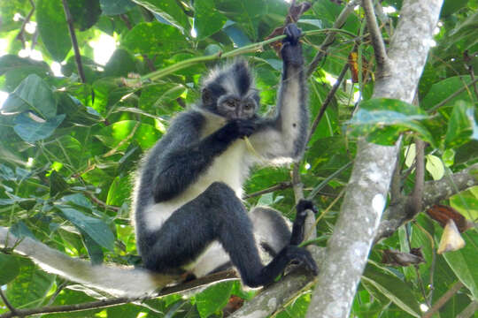 Image of North Sumatran Leaf Monkey