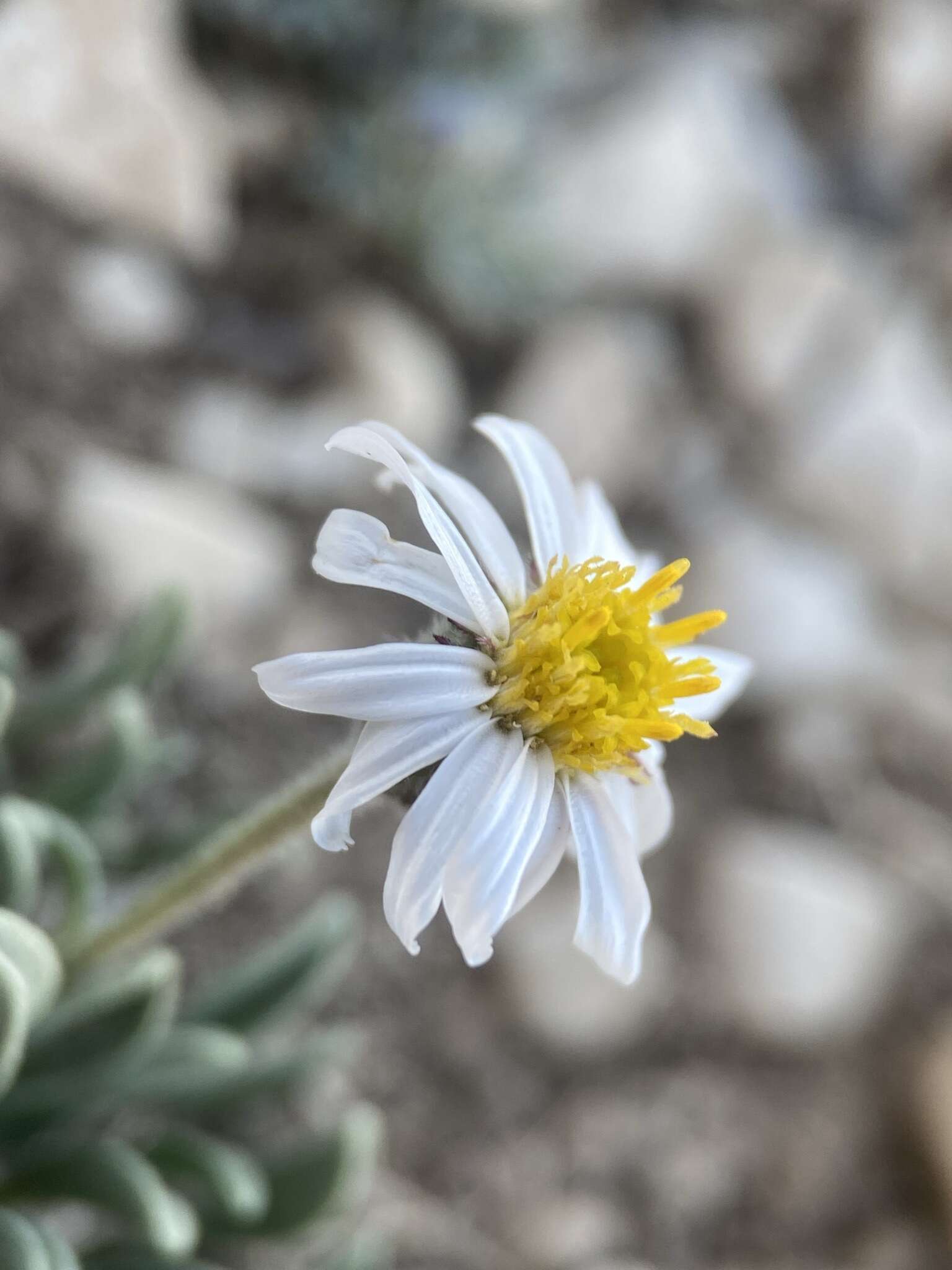 Imagem de Erigeron untermannii S. L. Welsh