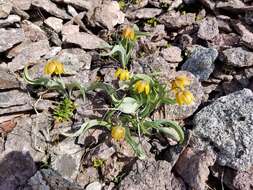 Image of Siskiyou fritillary