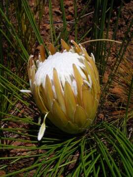 Image of Protea lorea R. Br.