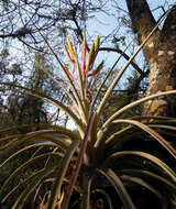 Image of Cardinal Air Plant