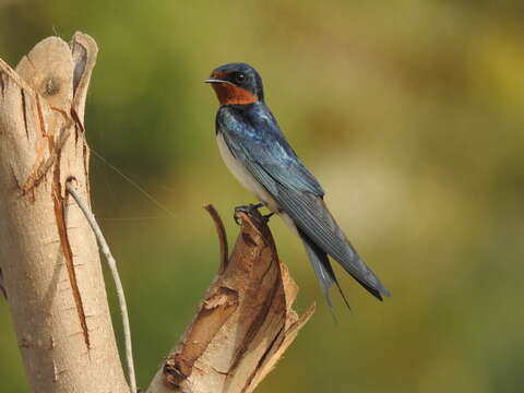 Hirundo lucida Hartlaub 1858 resmi