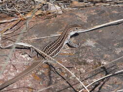 Image of Chihuahuan spotted whiptail