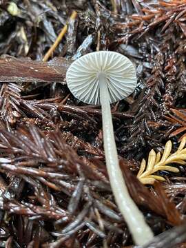 Image of Mycena quiniaultensis Kauffman 1935