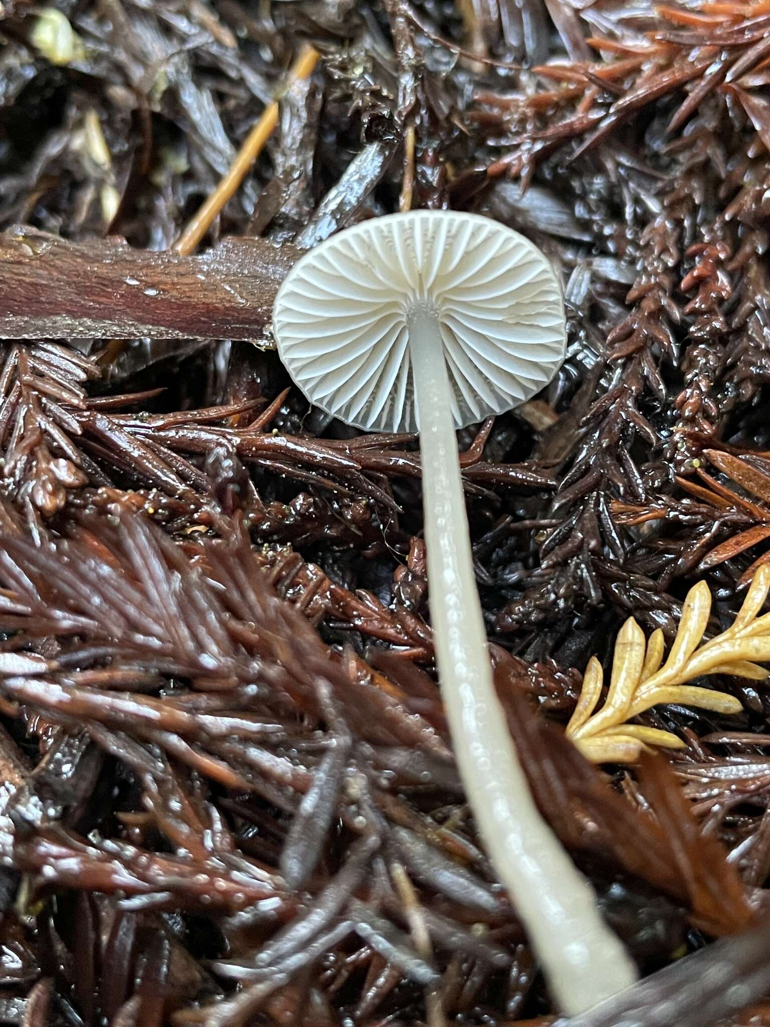 Sivun Mycena quiniaultensis Kauffman 1935 kuva