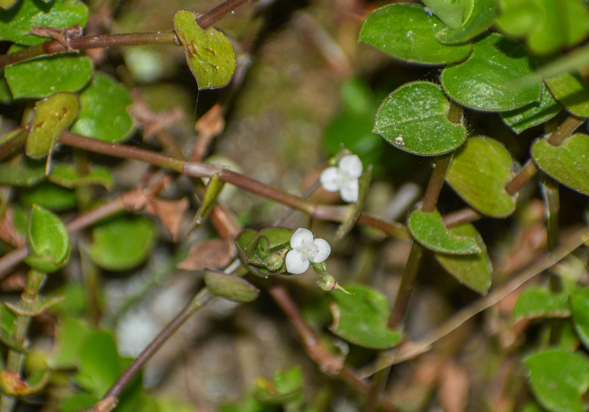 Image de Callisia gracilis (Kunth) D. R. Hunt