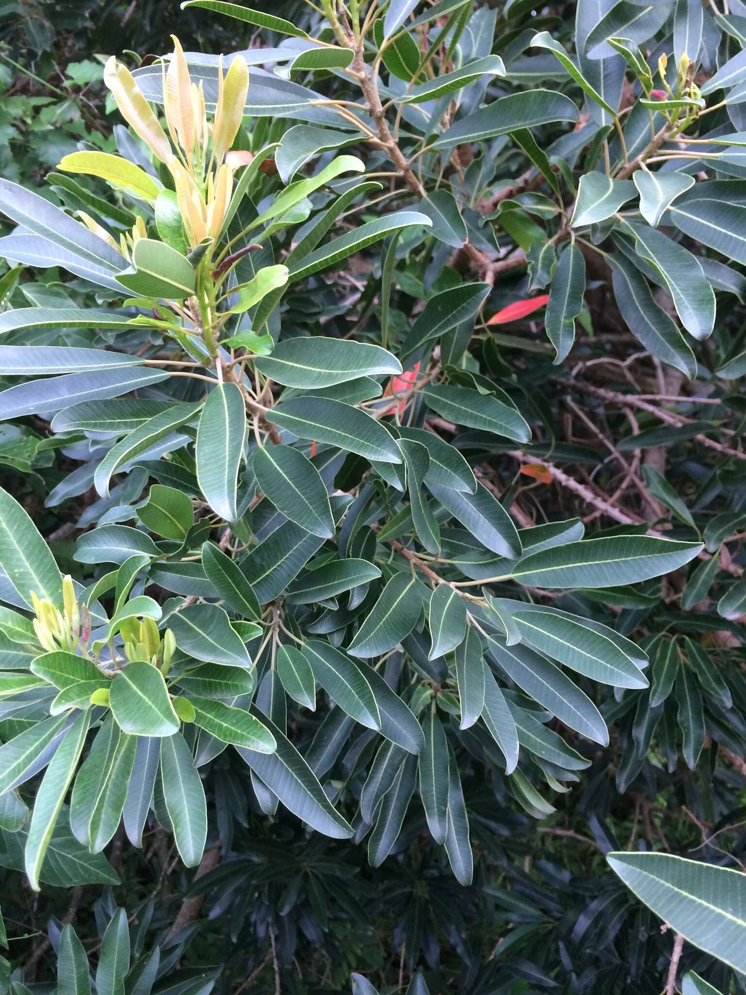 Image of Protorhus longifolia (Bernh.) Engl.