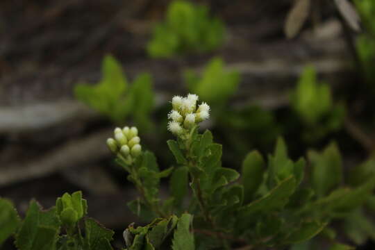 Image of Baccharis rupicola Kunth