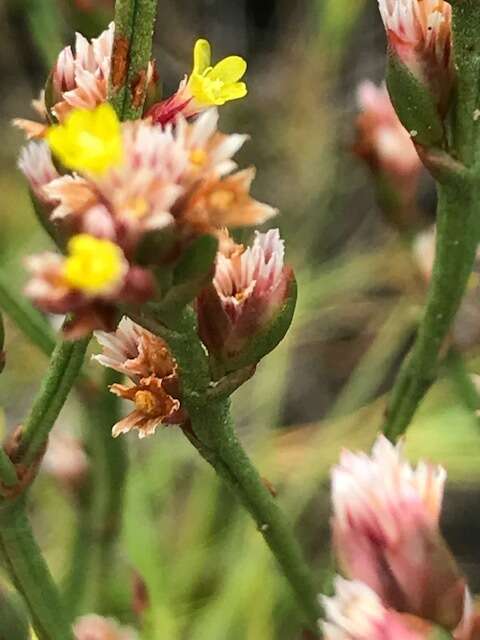 Imagem de Limonium australe var. australe