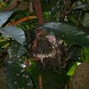 Image of Glossy Antshrike