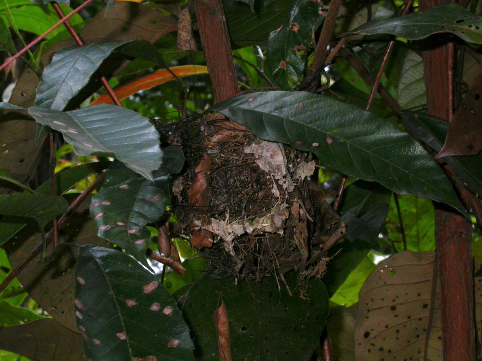 Image of Glossy Antshrike