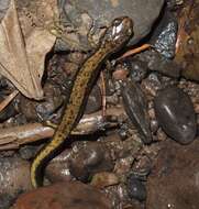 Image of Dunn's Salamander