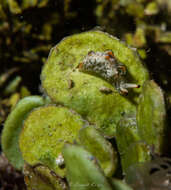 Image of lettuce slug