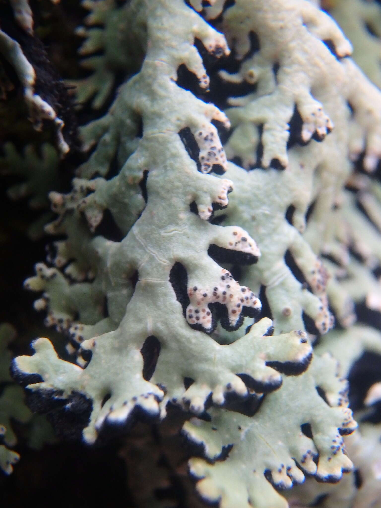 Image of anzia lichen